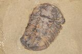 Two Symphysurus Trilobites - One Antenna Present #206443-2